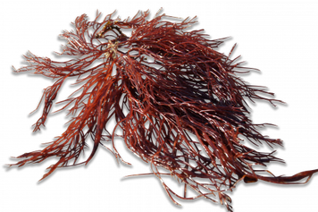 Roodhoorntjeswier (Ceramium virgatum)